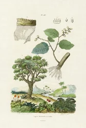 Spitzenrindenbaum